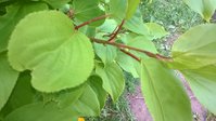 WP_20150524_013.jpg