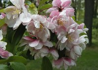 apple_van_eseltine_2.jpg