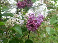 P1010003.JPG