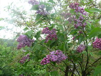 P1010007.JPG