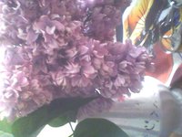 IMG0054A.jpg