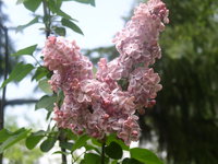 мулатка (2).JPG