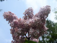 мулатка.JPG
