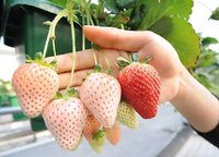 Pineberry1.jpg