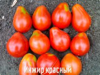 сорт инжир.jpg