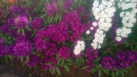 WP_20150526_020.jpg
