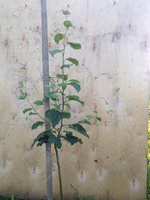 Сорт Экранное с однолетней кроной