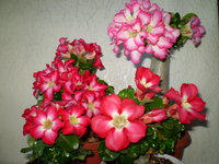 P1010143.JPG