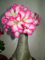 P1010145.JPG