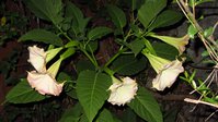 IMG_0637.JPG