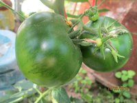 Пластмассовый Кумато. Прикольный такой.