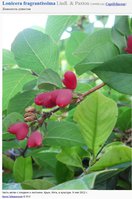 Lonicera fragrantissima