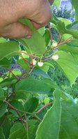 WP_20150615_013.jpg