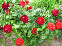 IMG_8428.JPG