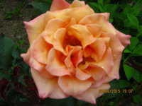 IMG_8430.JPG