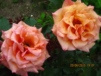 IMG_8431.JPG