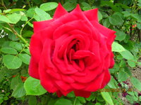 IMG_8439.JPG