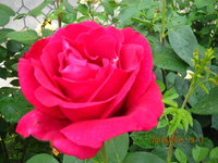 IMG_8440.JPG
