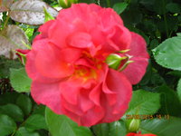 IMG_8451.JPG
