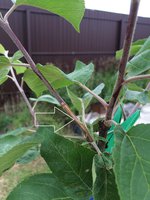 IMG_1530.JPG
