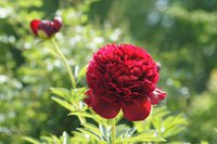 DSC04026 Red grace.JPG