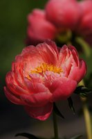DSC04235 Coral  charm.JPG