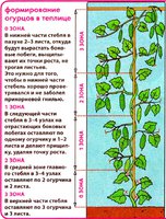 formirovanie-steblya-ogurtsa-v-teplitse.jpg