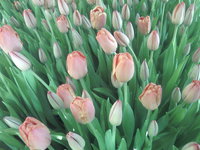 SP_A0179.jpg