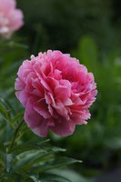 DSC04973 Rose heart.JPG