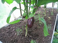 IMG_6388.jpg