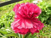 DSCN9063.JPG