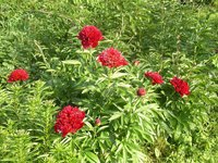 red dandy1 м.jpg