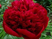 Red Charm.jpg