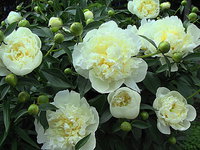 Duchesse De Nemours.jpg