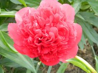 DSCN8965.JPG