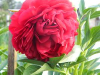 DSCN9016.JPG