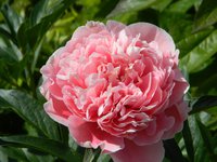 DSCN9038.JPG
