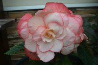 DSC_0175.JPG