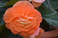 DSC_0183.JPG