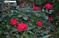DSC_0001.JPG