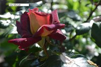 DSC_0050.JPG