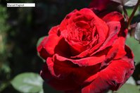 DSC_0137.JPG
