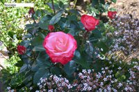 DSC_0179.JPG