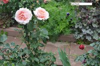 DSC_0179.JPG