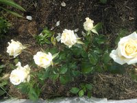 2015-06-28 16-49-08.JPG