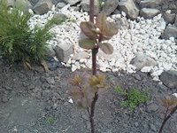 IMG1347-01.jpg