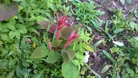WP_20150629_037.jpg