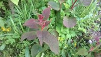 WP_20150629_038.jpg