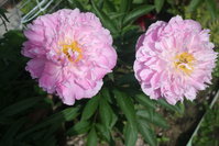 Pink Charmel.jpg