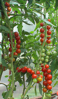 copDSC02907.jpg